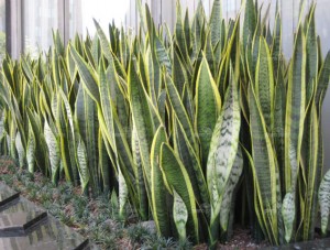 sansevieria