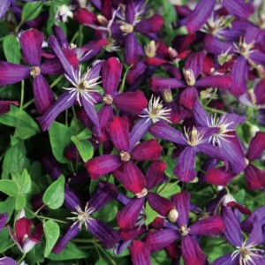 clematis