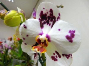 orchidea
